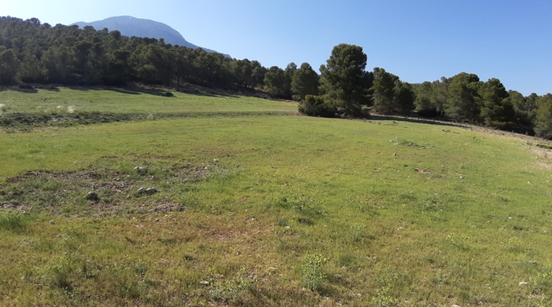 Murcia - Lorca - 20000m2