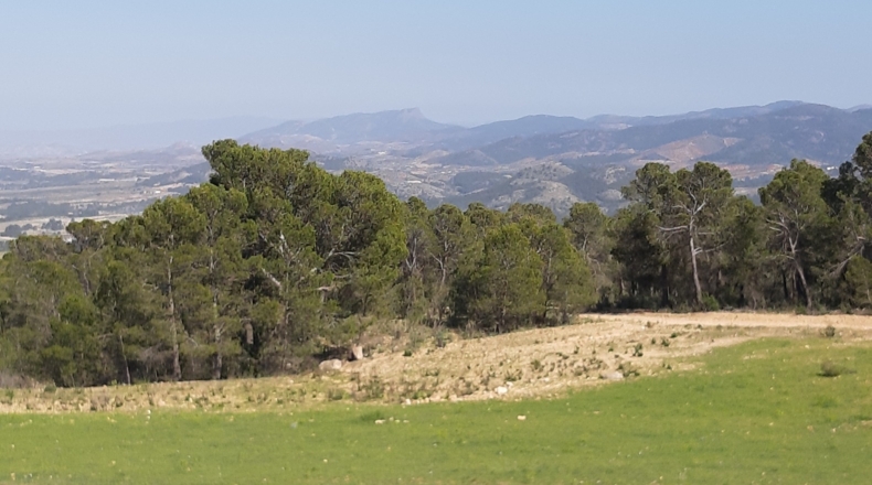 Murcia - Lorca - 20000m2
