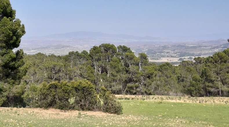 Murcia - Lorca - 20000m2