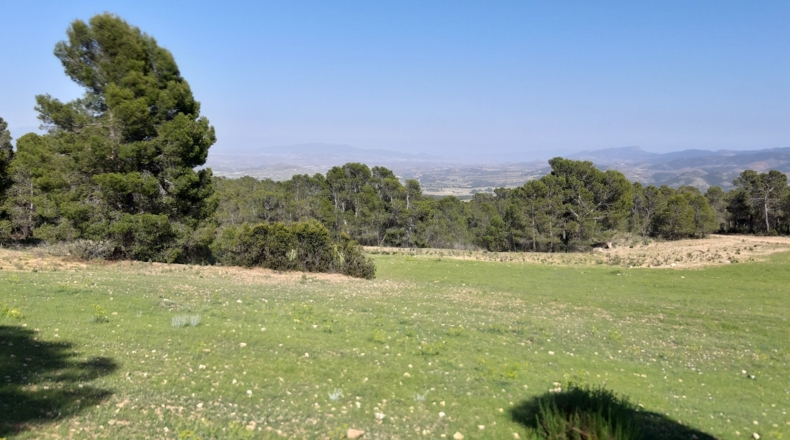 Murcia - Lorca - 20000m2