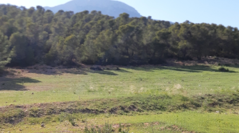 Murcia - Lorca - 20000m2