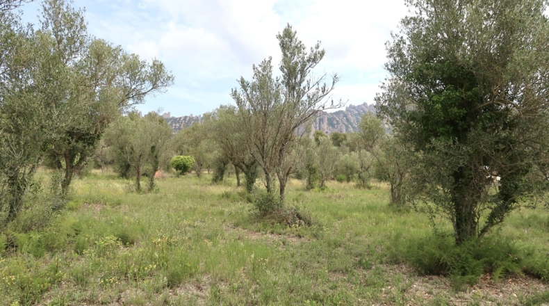 Barcelona - el Bruc - 1003m2