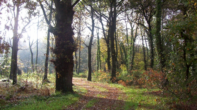 Lugo - Sandamil - 170000m2