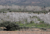 Non-developable land for sale on Cerrillo de las Tablas, Malagón, ref: TR77290 photo
