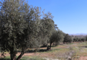 Non-developable land for sale on Cerrillo de las Tablas, Malagón, ref: TR77290 photo