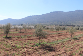 Malagón 50000&nbsp;m² 