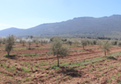 Non-developable land for sale on Cerrillo de las Tablas, Malagón, ref: TR77290 photo