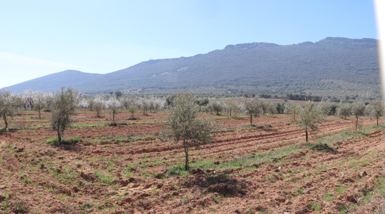 Ciudad Real - Malagón - 50000m2