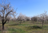 Non-developable land for sale on Cerrillo de las Tablas, Malagón, ref: TR77290 photo