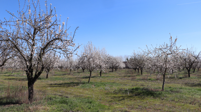 Ciudad Real - Malagón - 50000m2