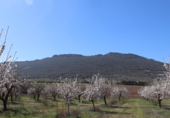 Non-developable land for sale on Cerrillo de las Tablas, Malagón, ref: TR77290 photo