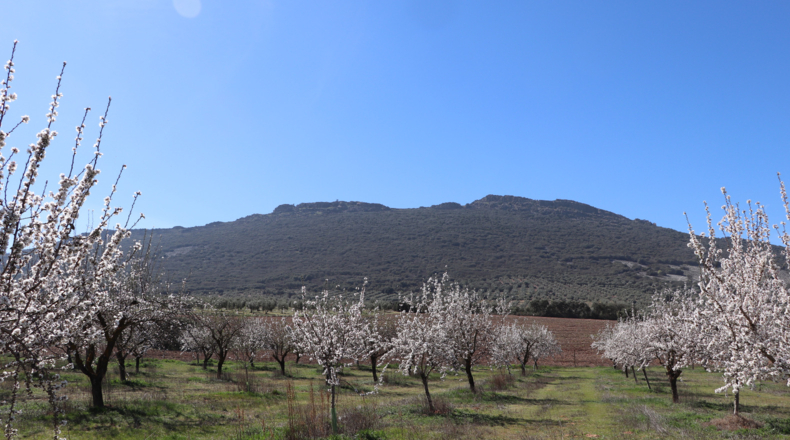 Ciudad Real - Malagón - 50000m2