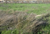 Farm for sale on Passatge de Sant Sebastià, Maials, ref: TR77319 photo