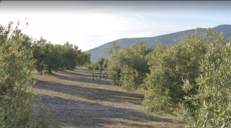 Jaén - Jaén - 25618m2