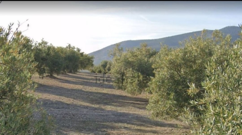 Jaén - Jaén - 25618m2