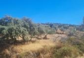 Non-developable land for sale on Terreno En Camino De La Fuente Grande, Espinoso del Rey, ref: TR77348 photo