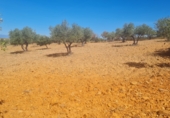 Non-developable land for sale on Terreno En Camino De La Fuente Grande, Espinoso del Rey, ref: TR77348 photo