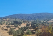 Non-developable land for sale on Terreno En Camino De La Fuente Grande, Espinoso del Rey, ref: TR77348 photo
