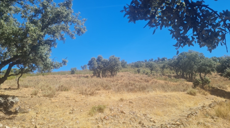 Toledo - Espinoso del Rey - 6861m2