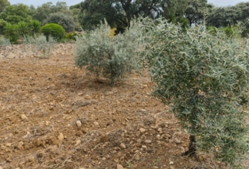 Cortes de la Frontera 6800&nbsp;m² 