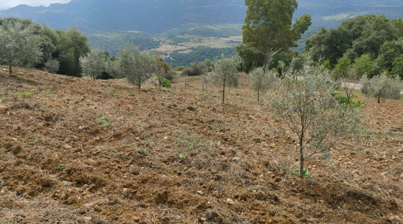 Málaga - Cortes de la Frontera - 6800m2