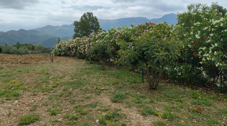 Málaga - Cortes de la Frontera - 6800m2