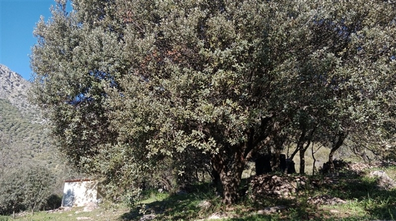 Málaga - Cortes de la Frontera - 12700m2