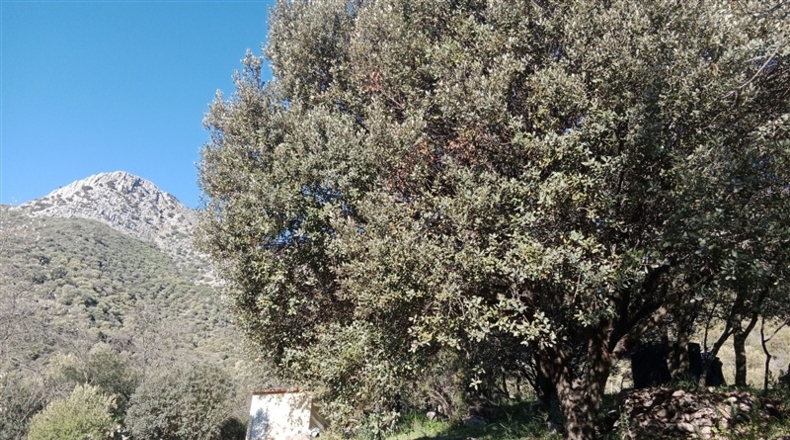 Málaga - Cortes de la Frontera - 12700m2