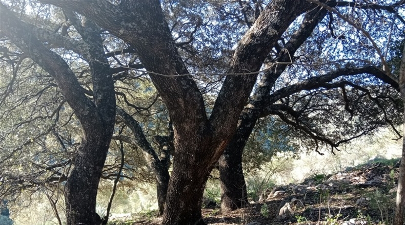 Málaga - Cortes de la Frontera - 12700m2