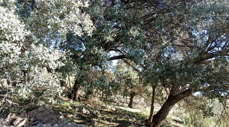 Málaga - Cortes de la Frontera - 12700m2