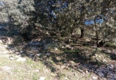 Casa de campo con terreno en venta en la Cortes de La Frontera, Cortes de la Frontera, ref: TR77375 foto