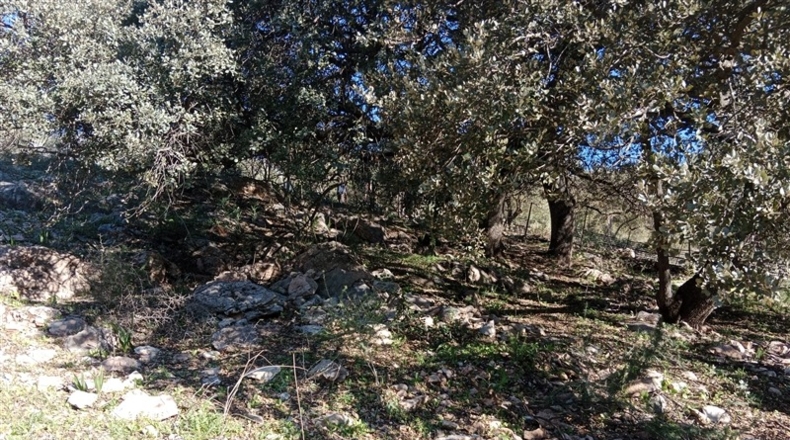 Málaga - Cortes de la Frontera - 12700m2