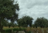 Parcel·la urbanitzable en venda a la San Martín de Montalbán, ref.: TR77773 foto