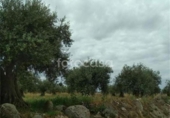 Parcel·la urbanitzable en venda a la San Martín de Montalbán, ref.: TR77773 foto