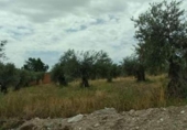 Parcel·la urbanitzable en venda a la San Martín de Montalbán, ref.: TR77773 foto