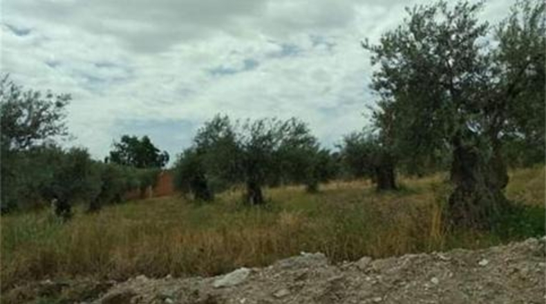 Toledo - San Martín de Montalbán - 2746m2