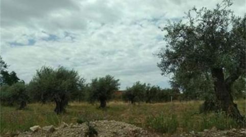 Toledo - San Martín de Montalbán - 2746m2