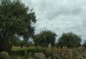 Parcel·la urbanitzable en venda a la San Martín de Montalbán, ref.: TR77773 foto
