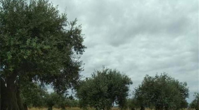 Toledo - San Martín de Montalbán - 2746m2