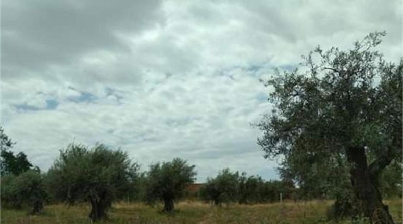 Toledo - San Martín de Montalbán - 2746m2