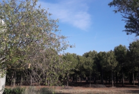 Santa Cruz de la Zarza 31305&nbsp;м²