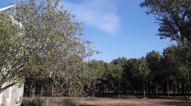 Toledo - Santa Cruz de la Zarza - 31305m2