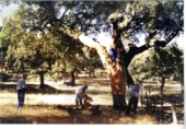 Finca rústica en venda a la Minas de Cala, ref.: TR80972 foto