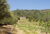 Finca rústica en venda a la Minas de Cala, ref.: TR80972 foto