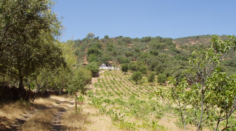 Huelva - Minas de Cala - 79000m2