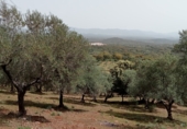 Finca rústica en venda a la Minas de Cala, ref.: TR80972 foto