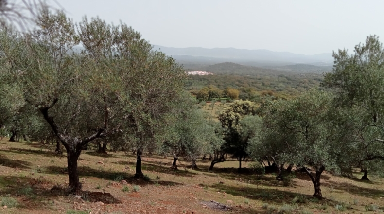 Huelva - Minas de Cala - 79000m2