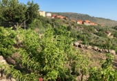 Land with ruins for sale on Urbanización Cerrillo de las Eras, Aldeanueva de la Vera, ref: TR81177 photo