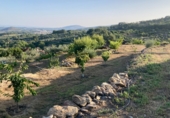 Land with ruins for sale on Urbanización Cerrillo de las Eras, Aldeanueva de la Vera, ref: TR81177 photo