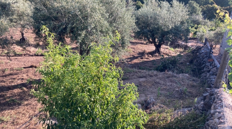 Cáceres - Aldeanueva de la Vera - 1750m2